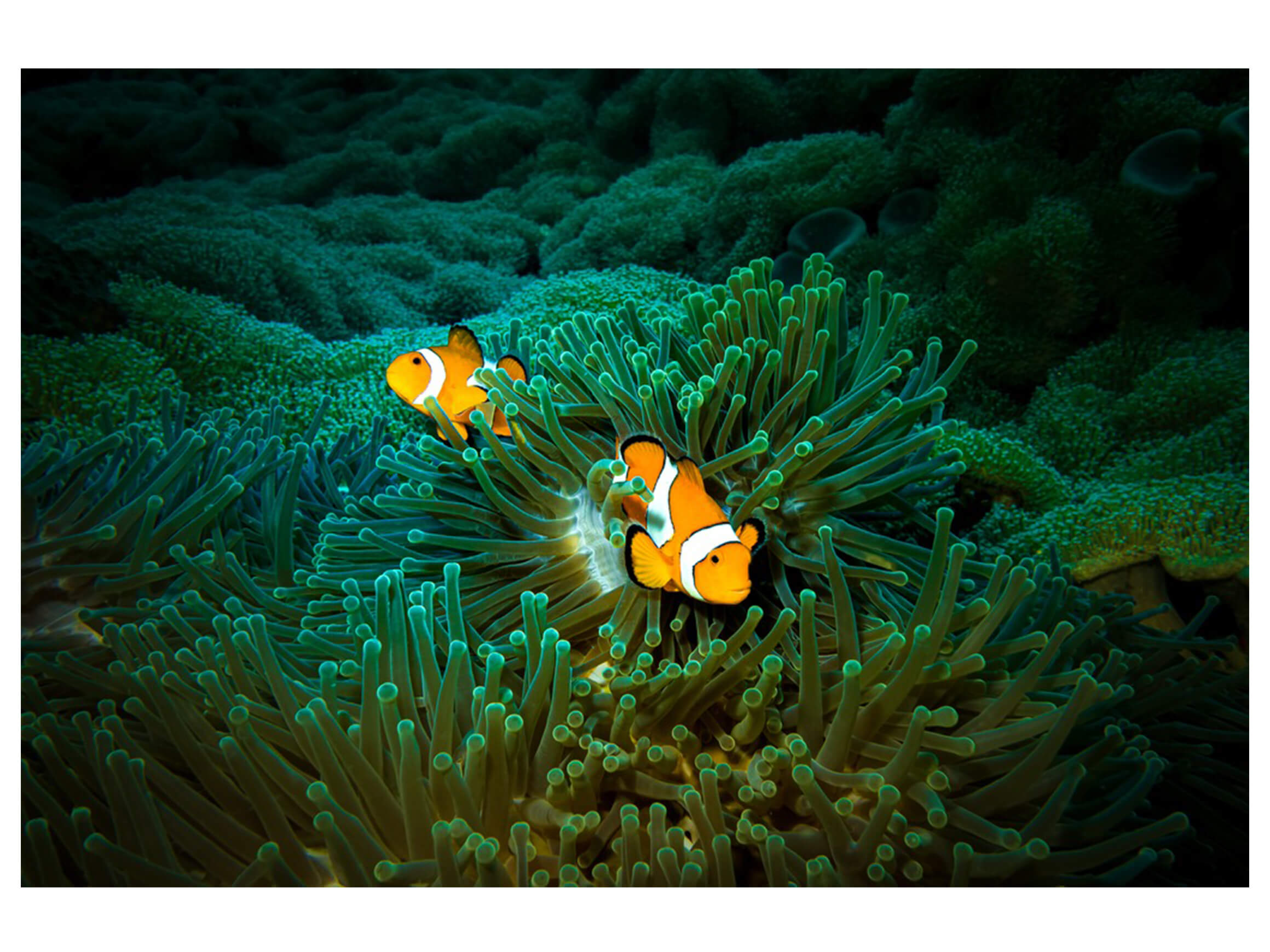 Système d'images Nemo 3a ART