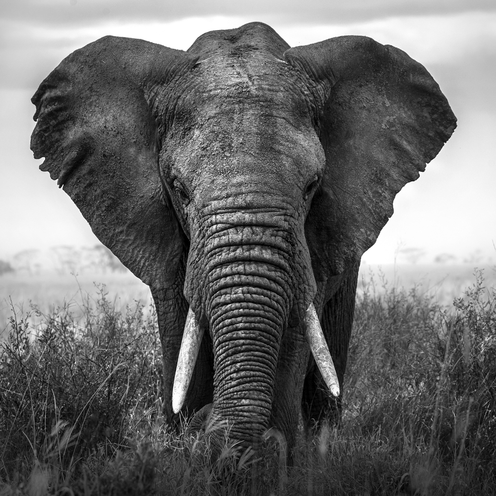 Alubild-Grosser Elefant-image LAND