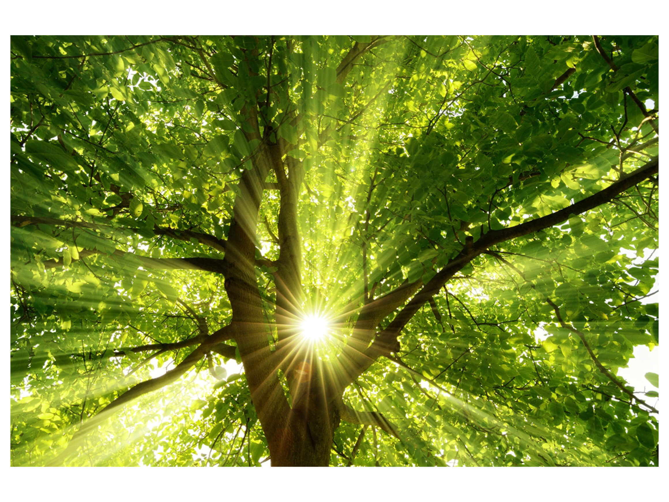 Digitaldruck auf Glas Baumkrone 1 image LAND