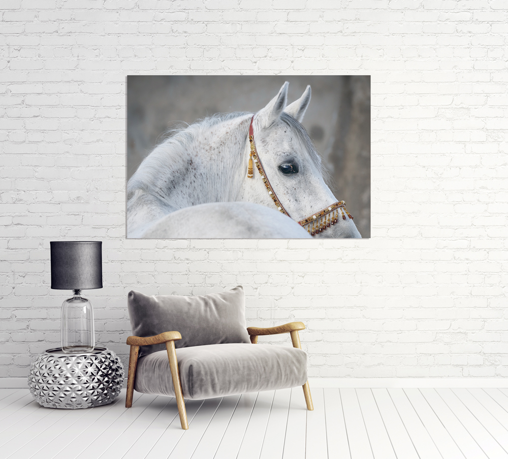 Alubild-Araber Hengst-image LAND