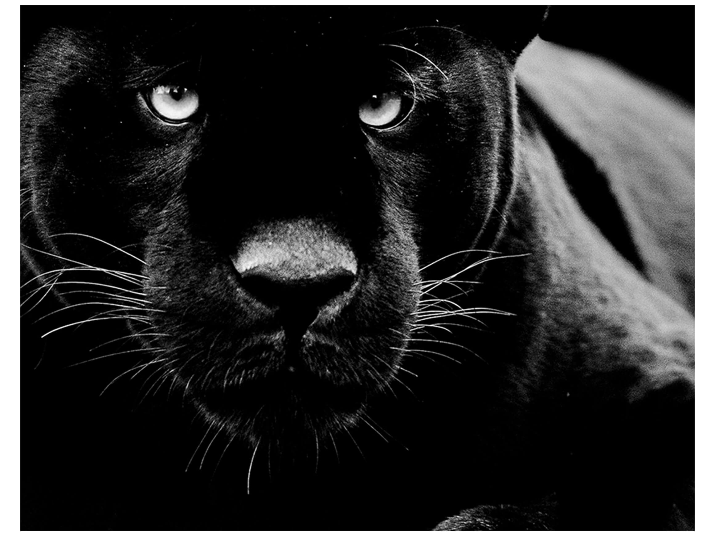 Digitaldruck auf Glas Panther image LAND