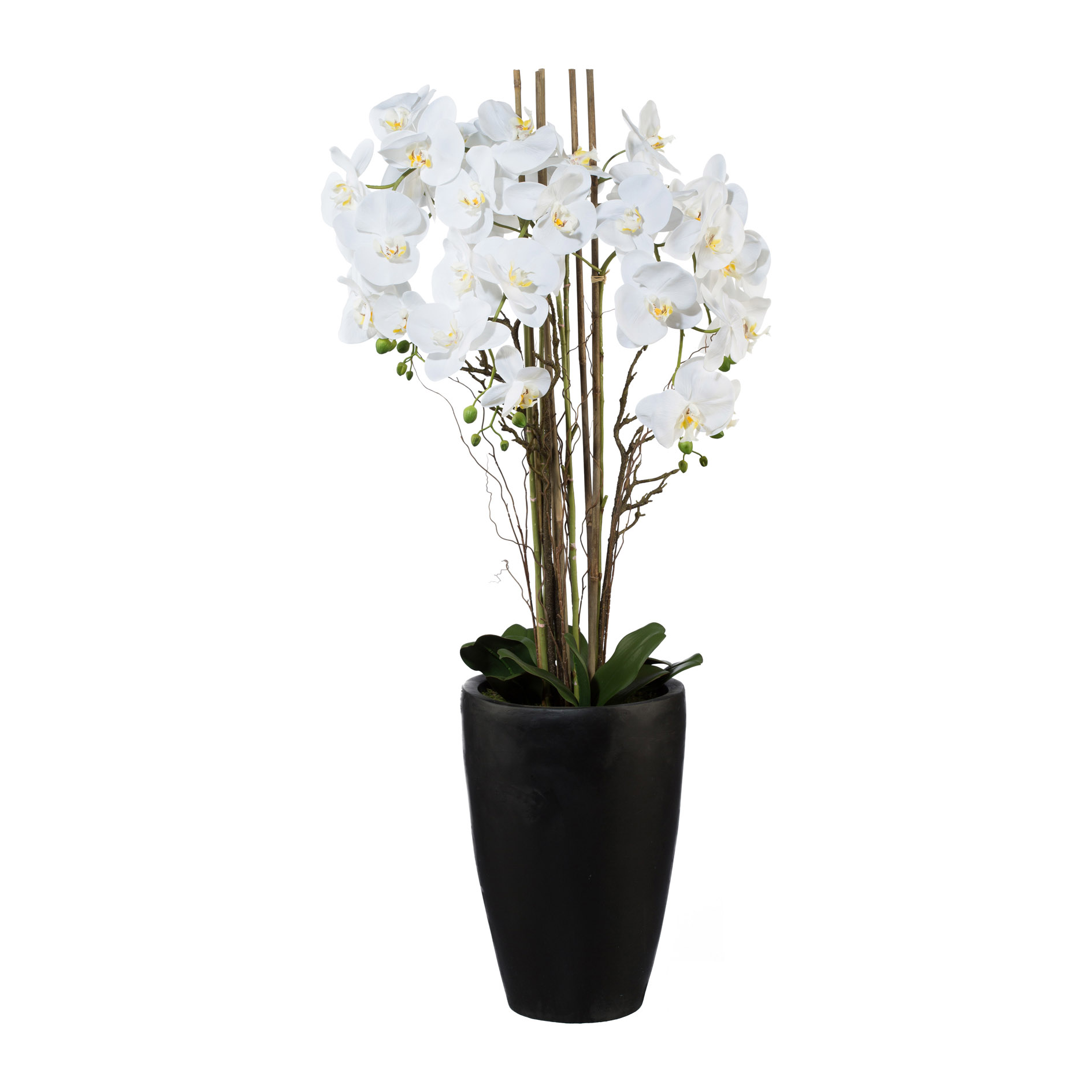 Orchideenpflanze weiss Vase Dunkelbraun Gasper / Grösse: x cm
