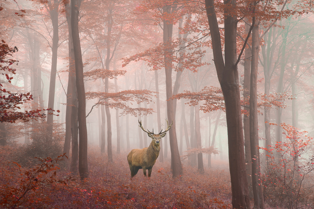 Alubild-Hirsch im Herbstwald-image LAND