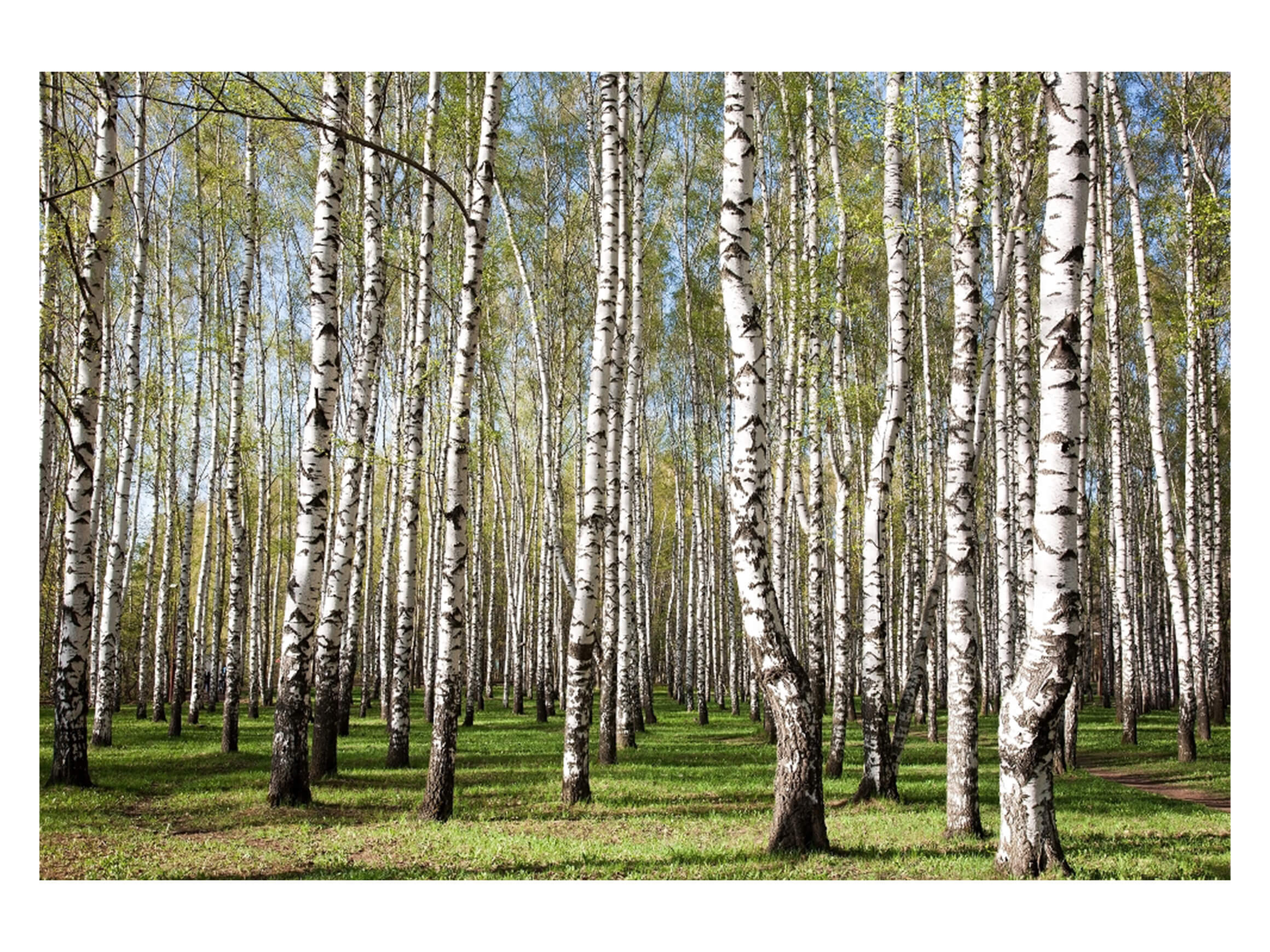 Digitaldruck auf Acrylglas Birkenwald image LAND / Grösse: 120 x 80 cm