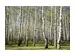 Digitaldruck auf Acrylglas Birkenwald image LAND / Grösse: 120 x 80 cm
