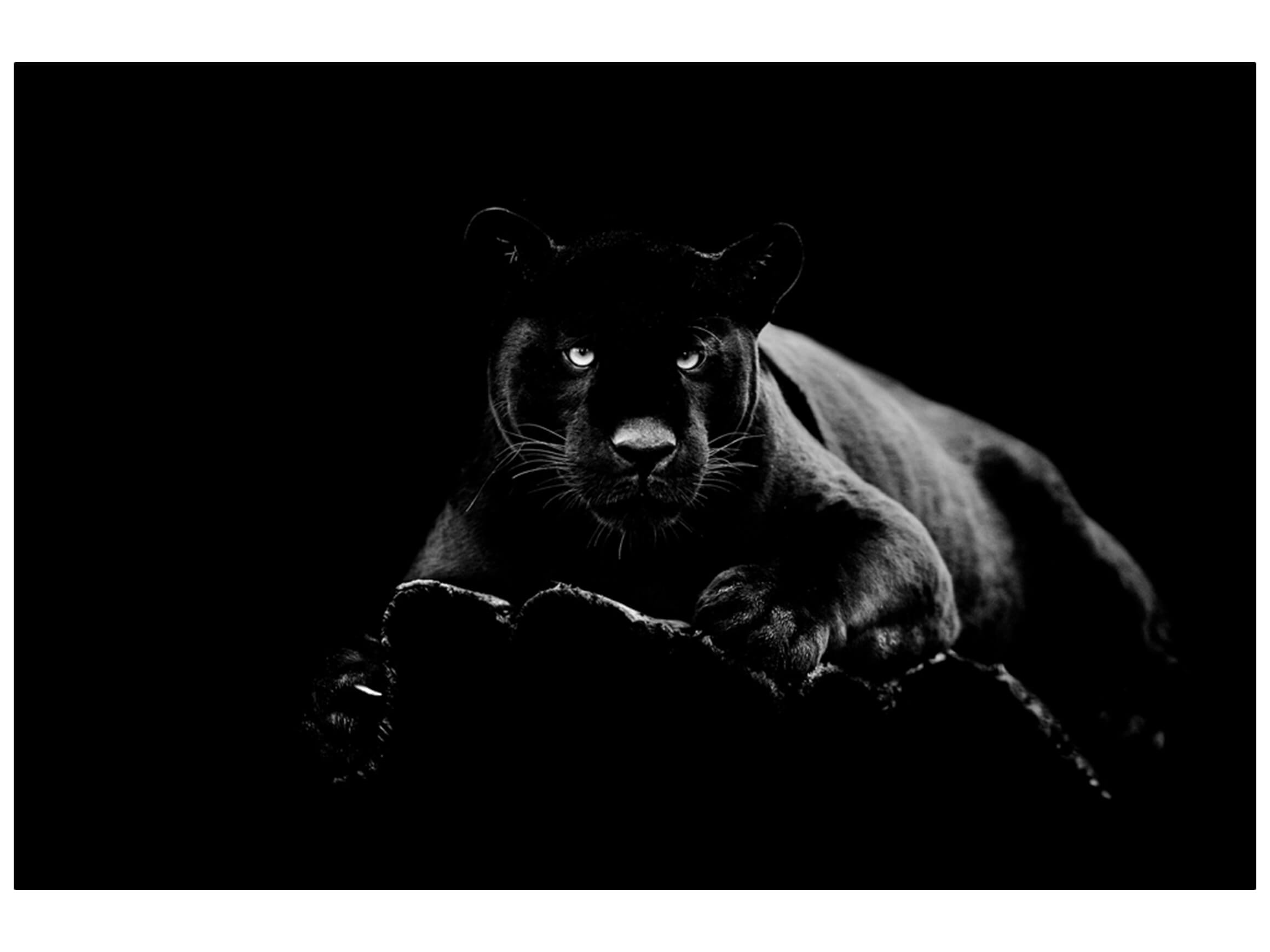 Digitaldruck auf Glas Panther image LAND