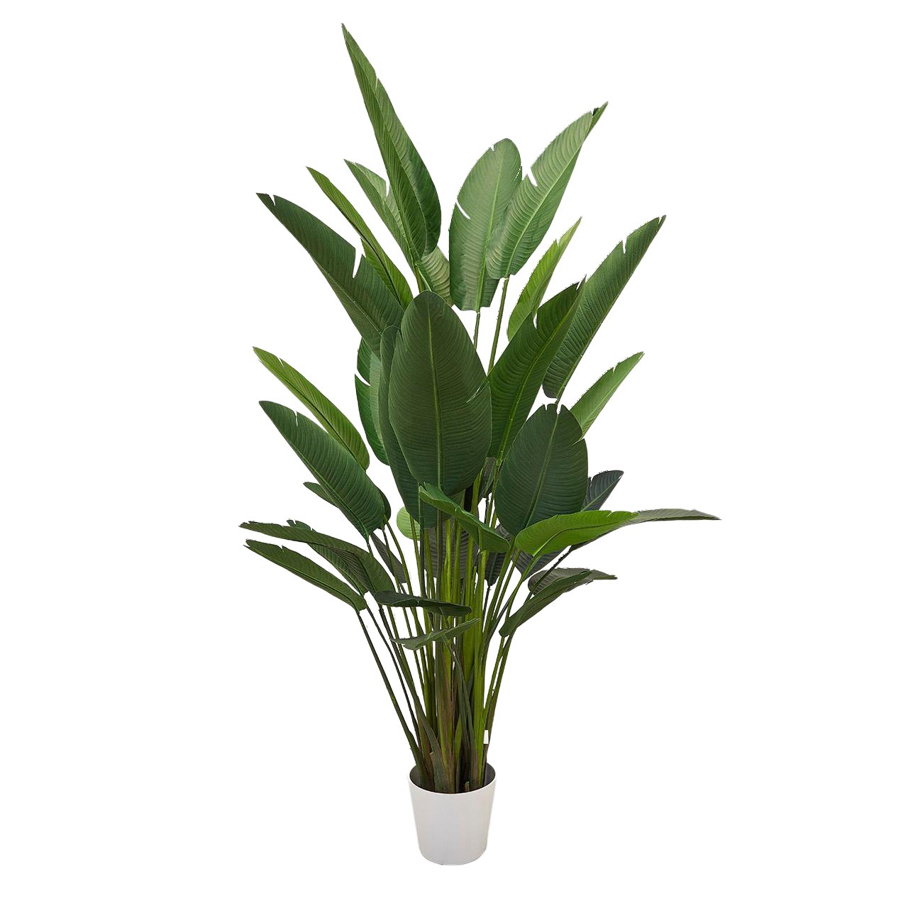 Edg Kunstpflanze Strelitzie H: 245 cm  | Schubiger Möbel