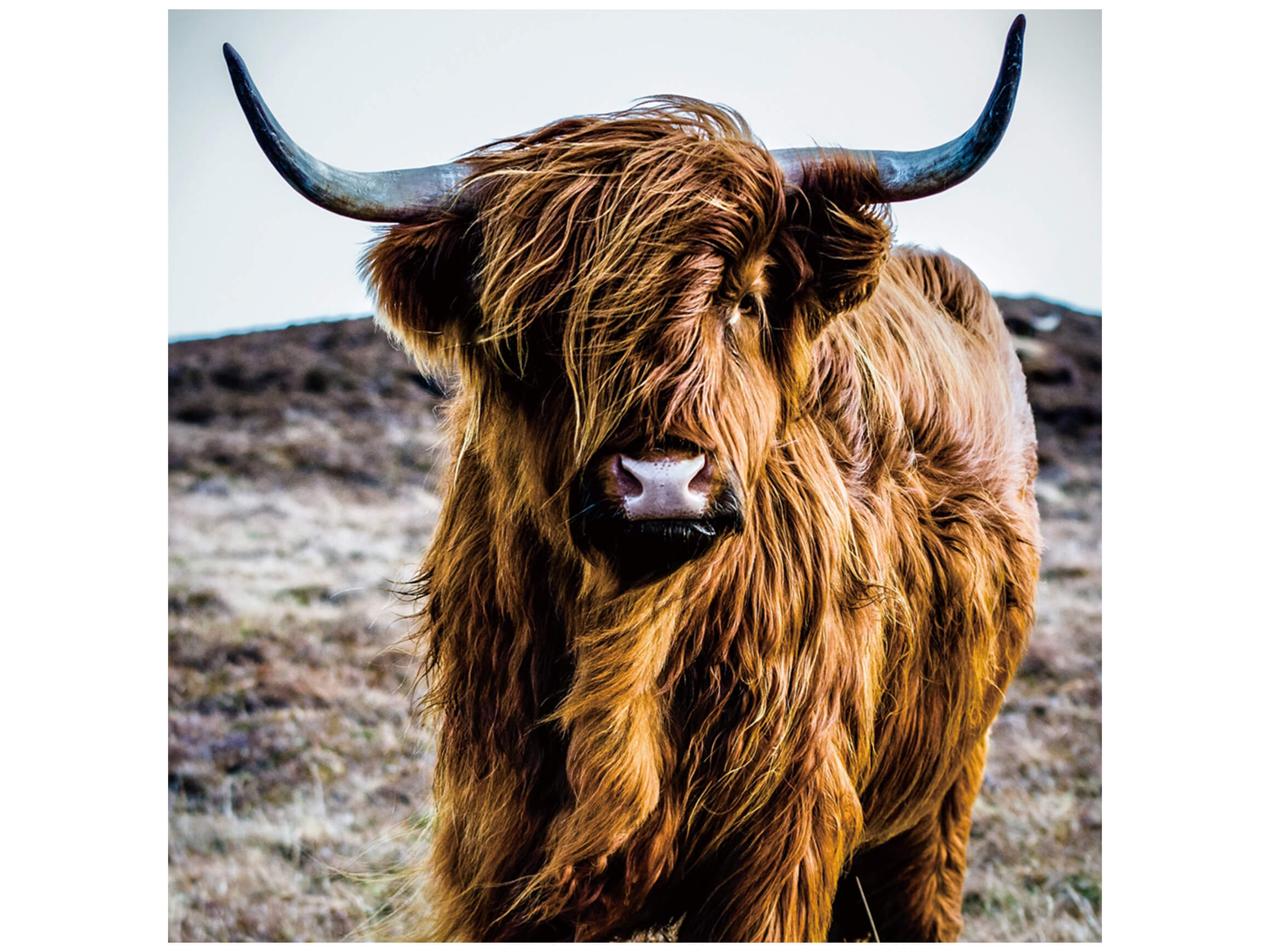 image LAND Digitaldruck auf Glas Hochlandrind 60 x 60cm  | Schubiger Möbel