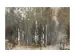 Bild Abstrakter Birkenwald image LAND
