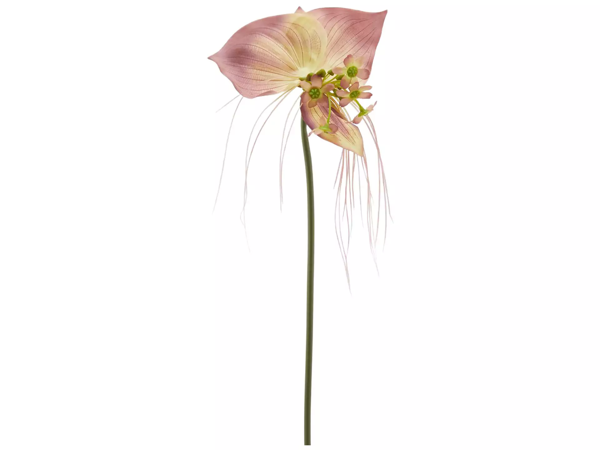 Kunstblume Orchidee Grün-Pink H: 70 cm Edg / Farbe: Grün Pink