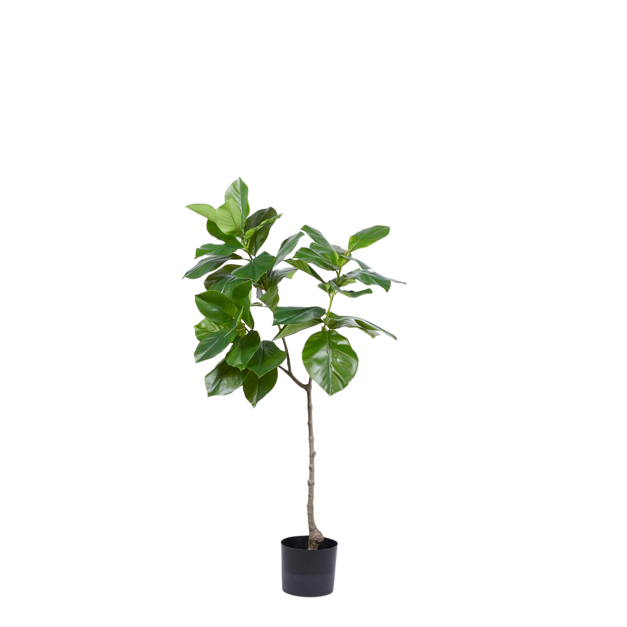 Kunstpflanze Ficusbaum H: 120 cm Edg