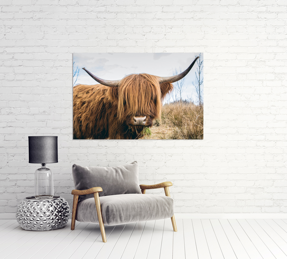 Alubild-Schottisches Hochlandrind-image LAND