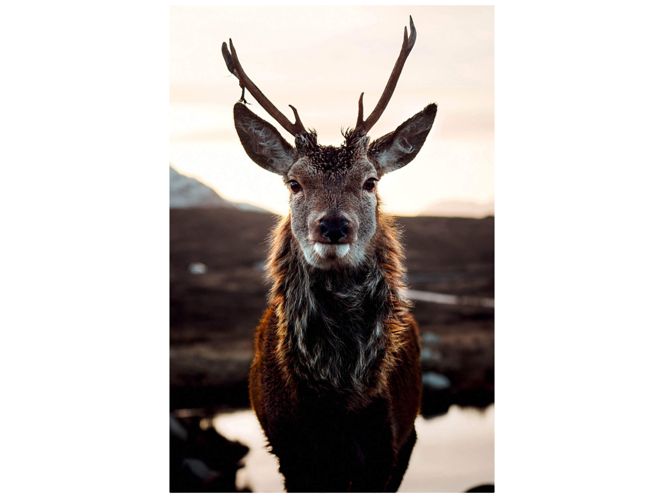Digitaldruck auf Glas Rentier in Der Tundra image LAND