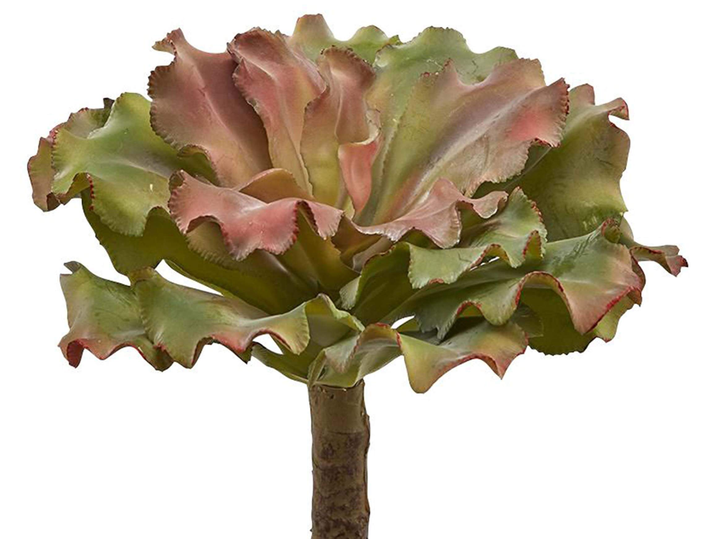 Sukkulente Rot-Grün h: 25 cm Edg