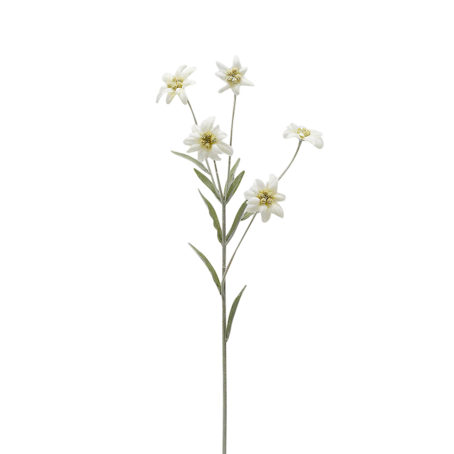Edg Kunstblumen Edelweiss H: 65 cm  | Schubiger Möbel