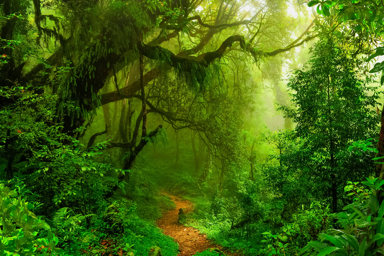 Canvas-Woodland-image LAND