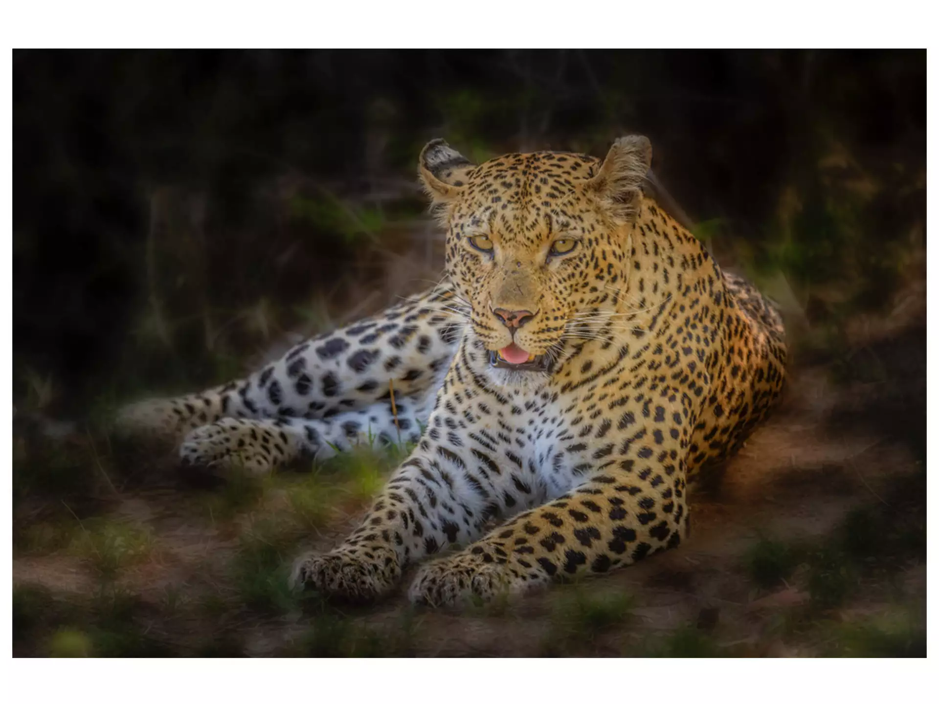 Bild African Leopard