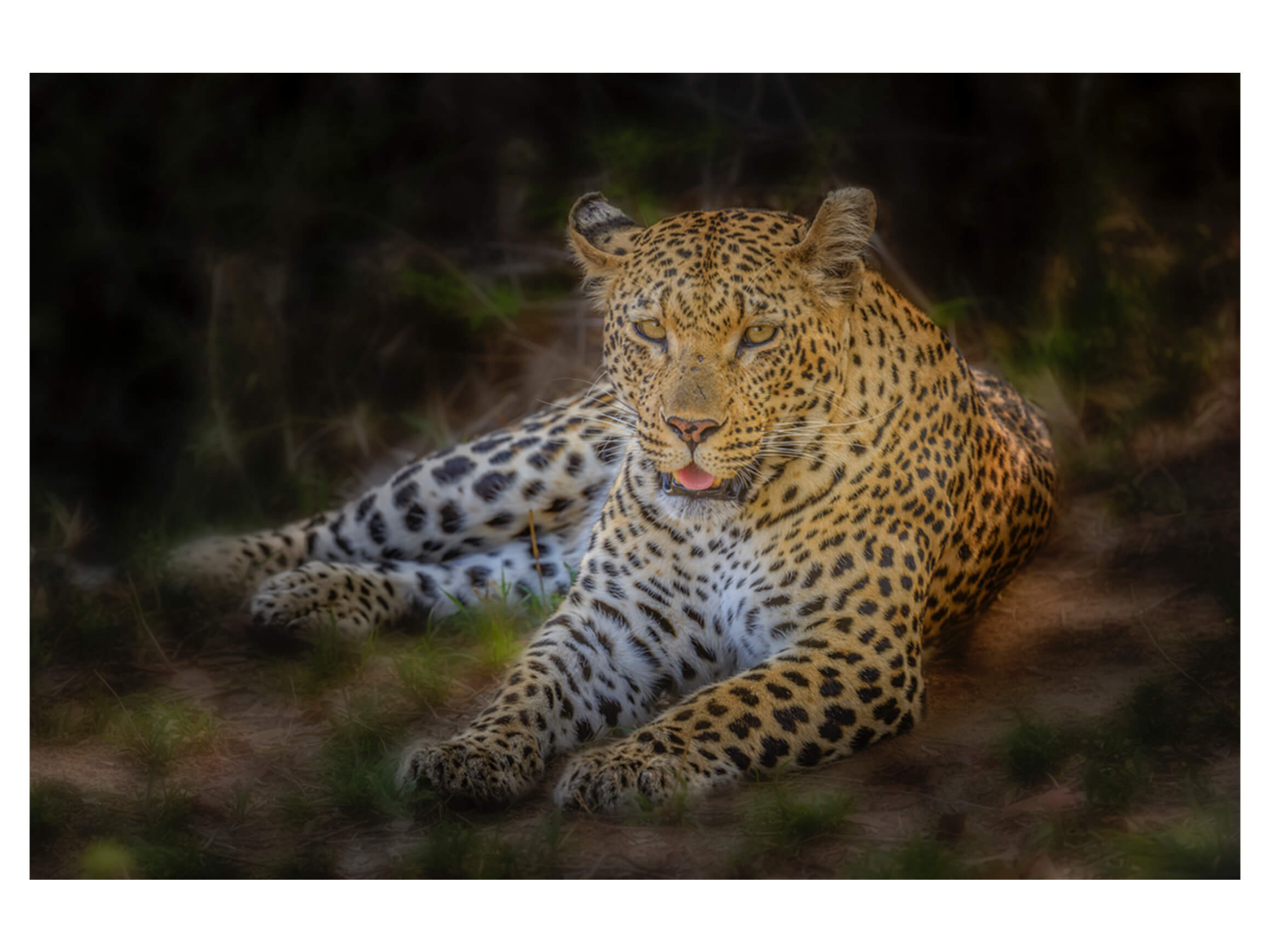 Bild African Leopard