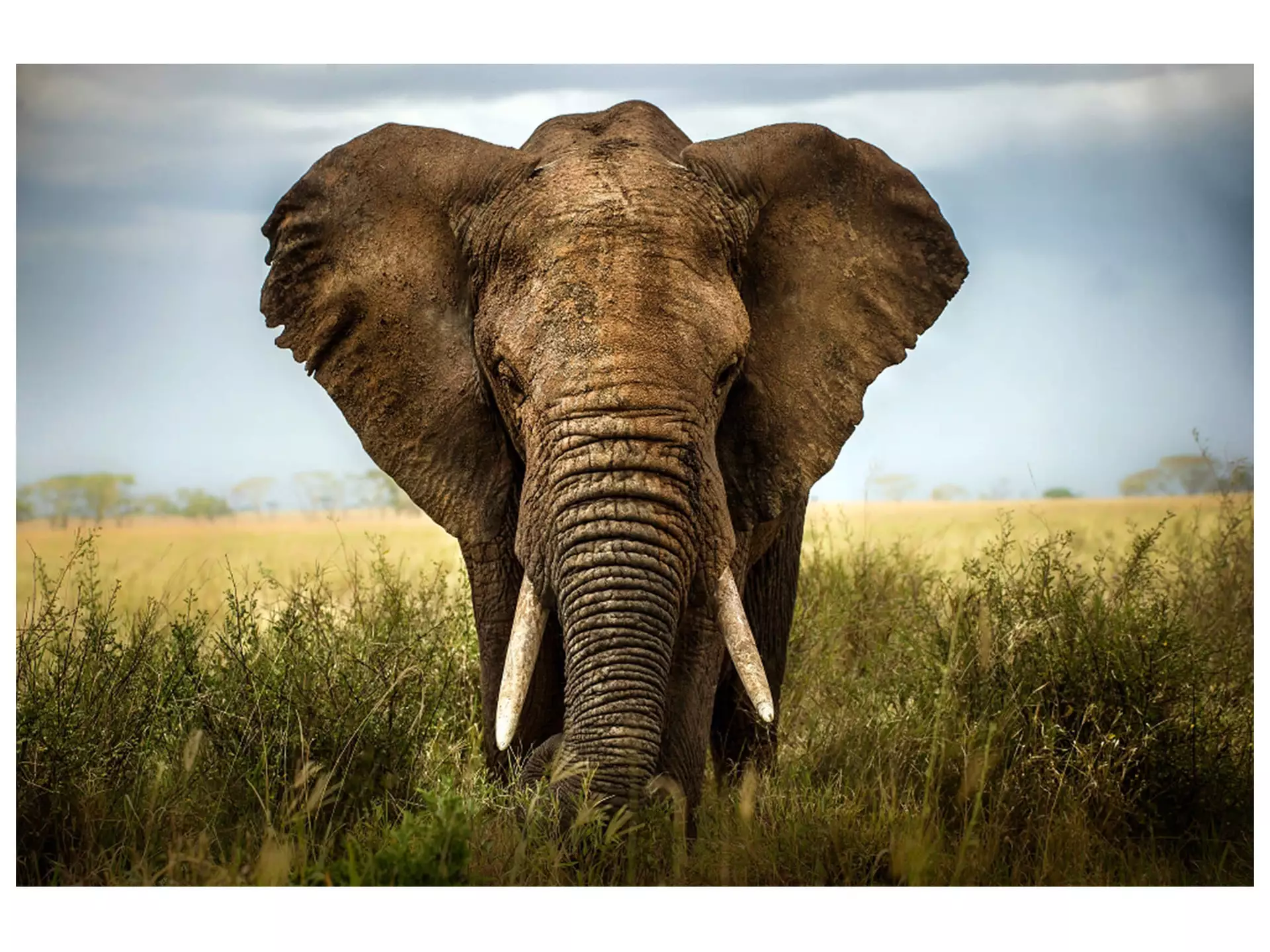 Digitaldruck auf Acrylglas Grosser Elefant image LAND / Grösse: 150 x 100 cm