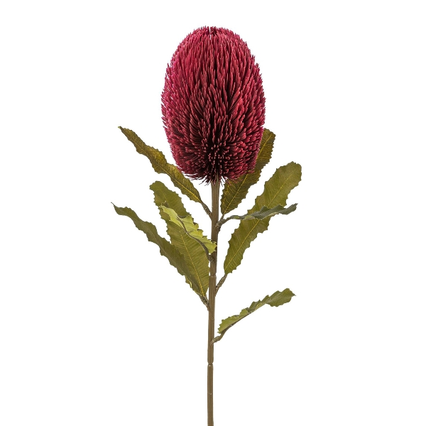 Banksia, Bordeaux H : 65 cm