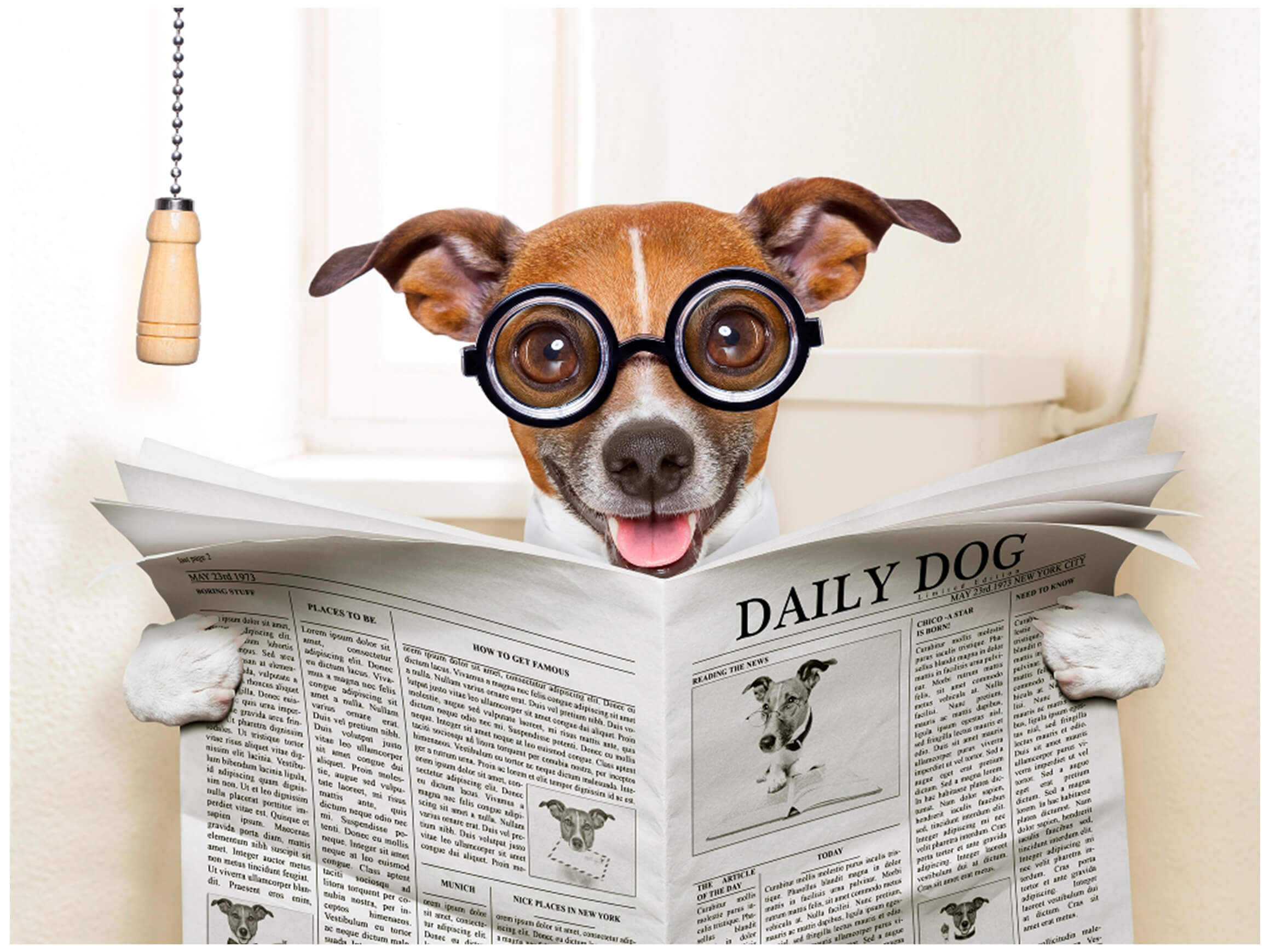 Digitaldruck auf Glas Hund mit Zeitung image LAND