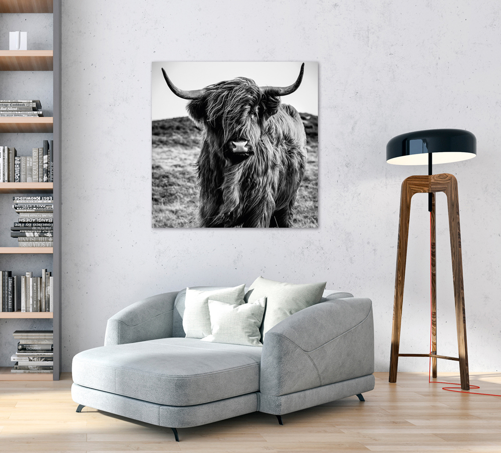 Alubild-Hochlandrind-image LAND