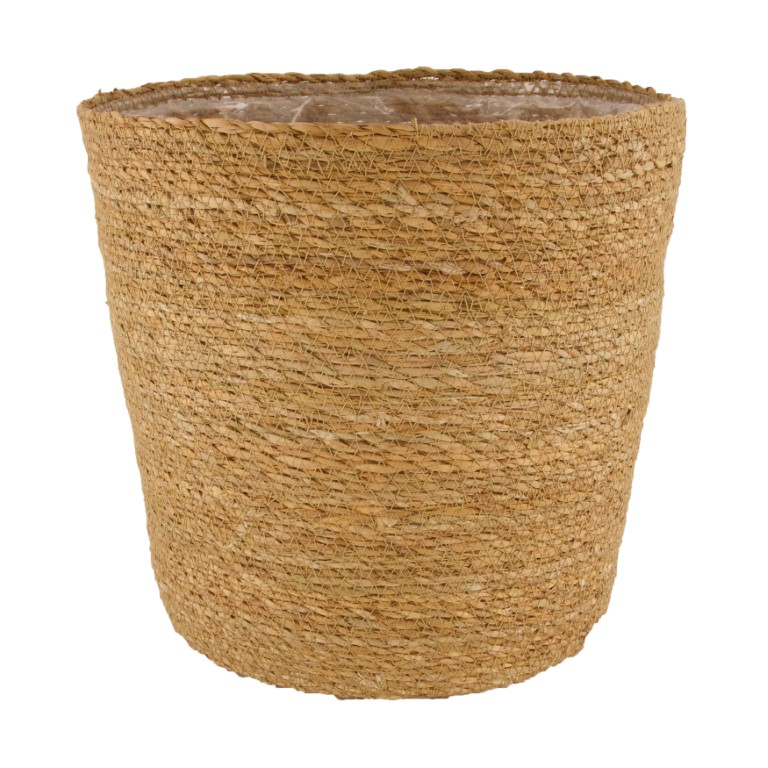 Algue naturelle H : 38 cm