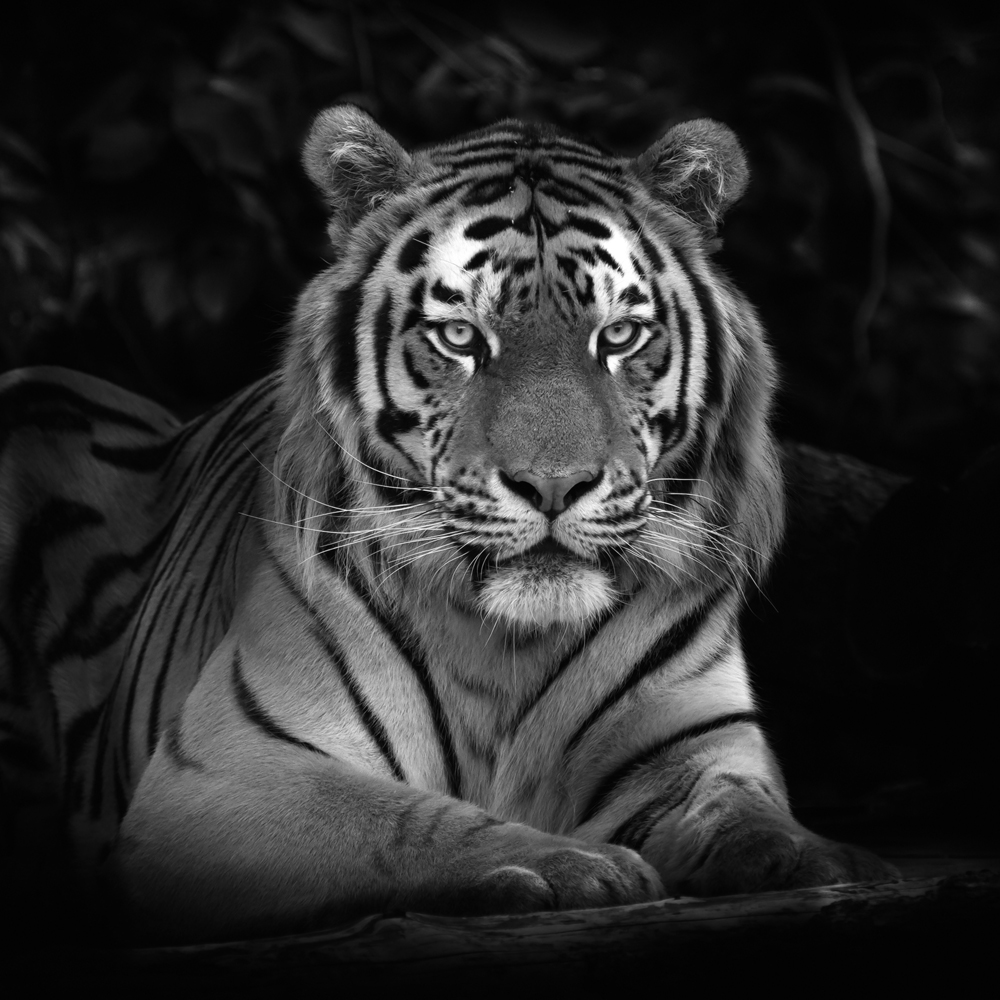 Canvas-Imposanter Tiger-image LAND