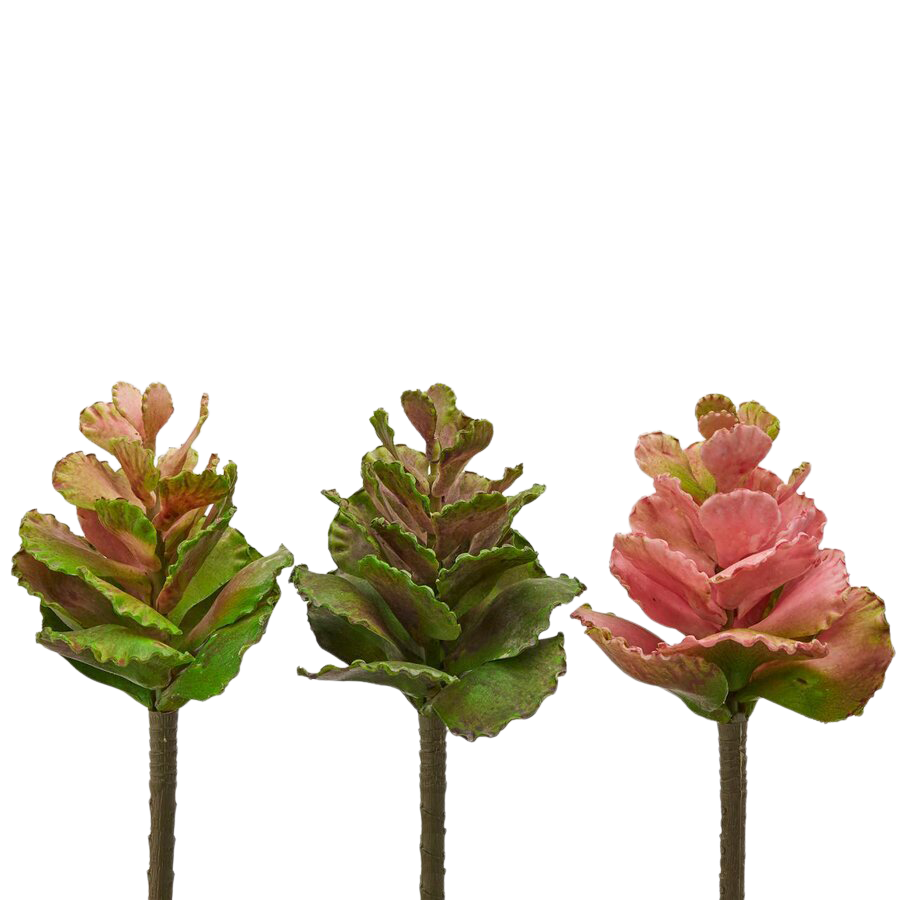 Kunstblumen Sukkulenten Grünrosa H: 20 cm Edg