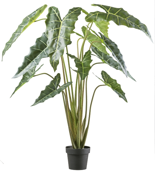 Gasper Kunstpflanzen Alocasia Zebrina Sarian im Kunststofftopf H: 160 c  | Schubiger Möbel