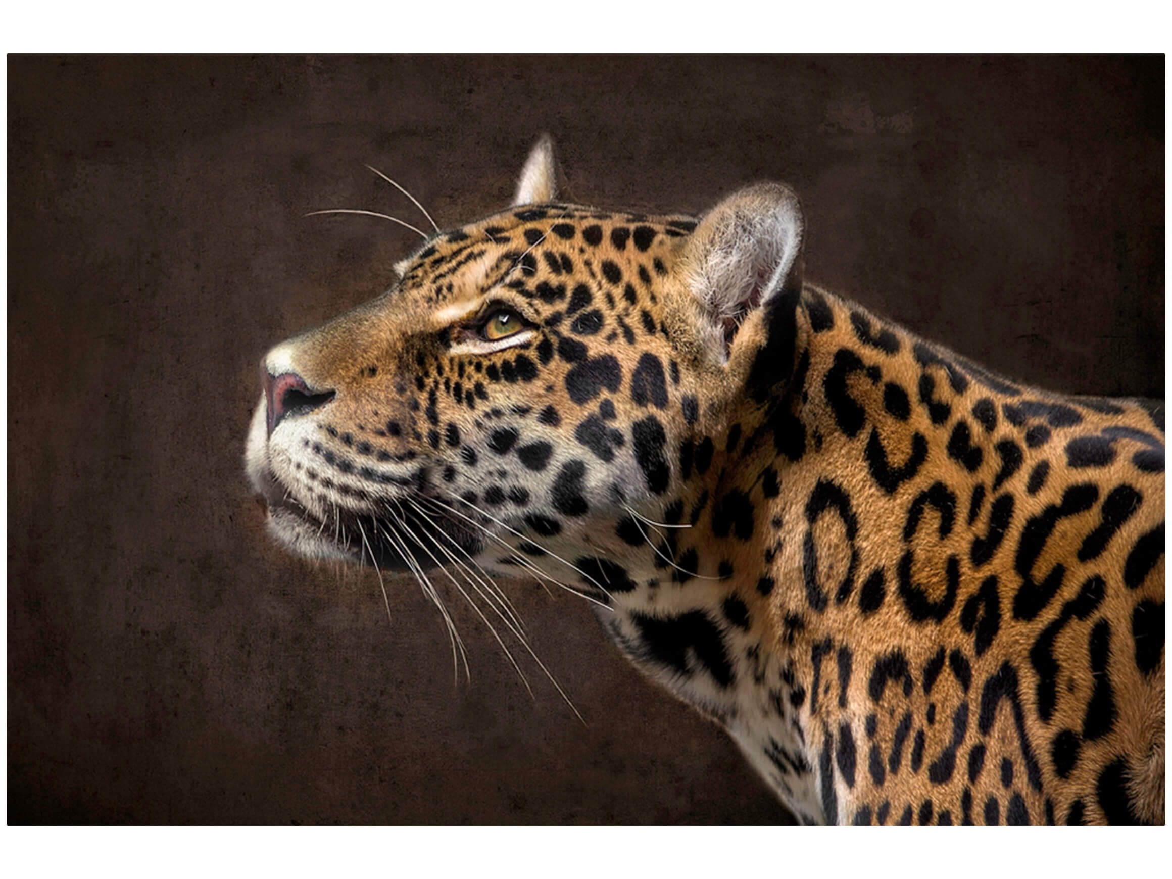 Digitaldruck auf Glas Leopard image LAND