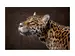 Digitaldruck auf Glas Leopard image LAND