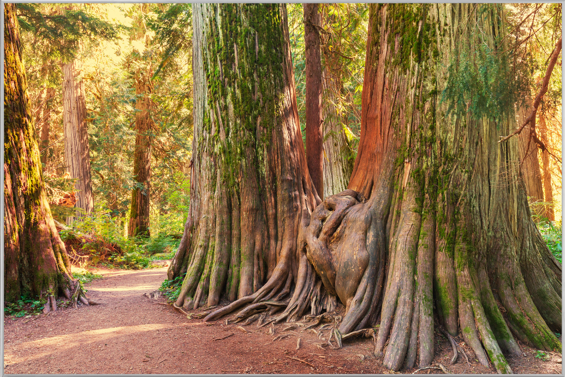 Bild mit Rahmen-Baumwurzel-image LAND