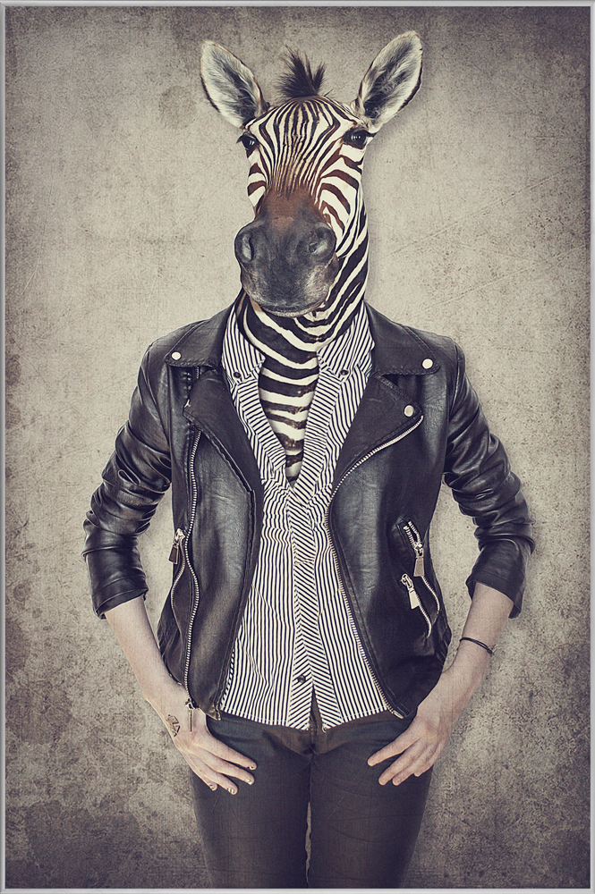 Bild mit Rahmen-Zebra Gentleman-image LAND