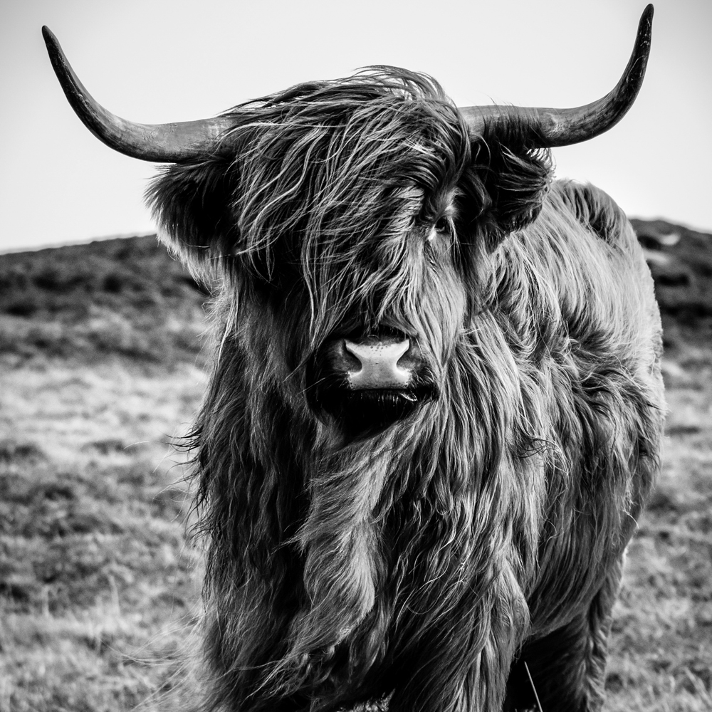 Alubild-Hochlandrind-image LAND