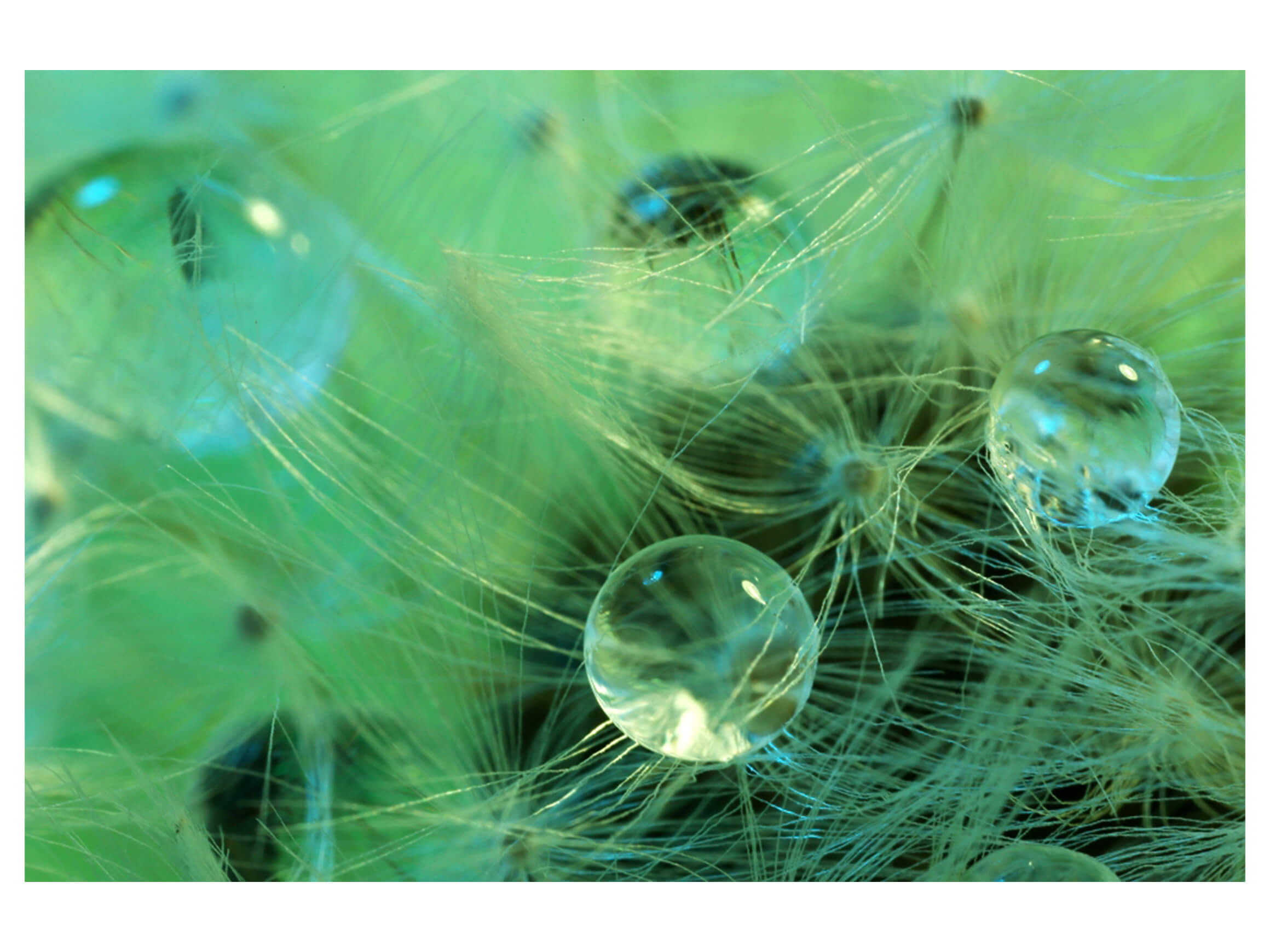 Digitaldruck auf Acrylglas Wasserperlen Auf Zarter Pflanze image LAND / Grösse: 120 x 80 cm