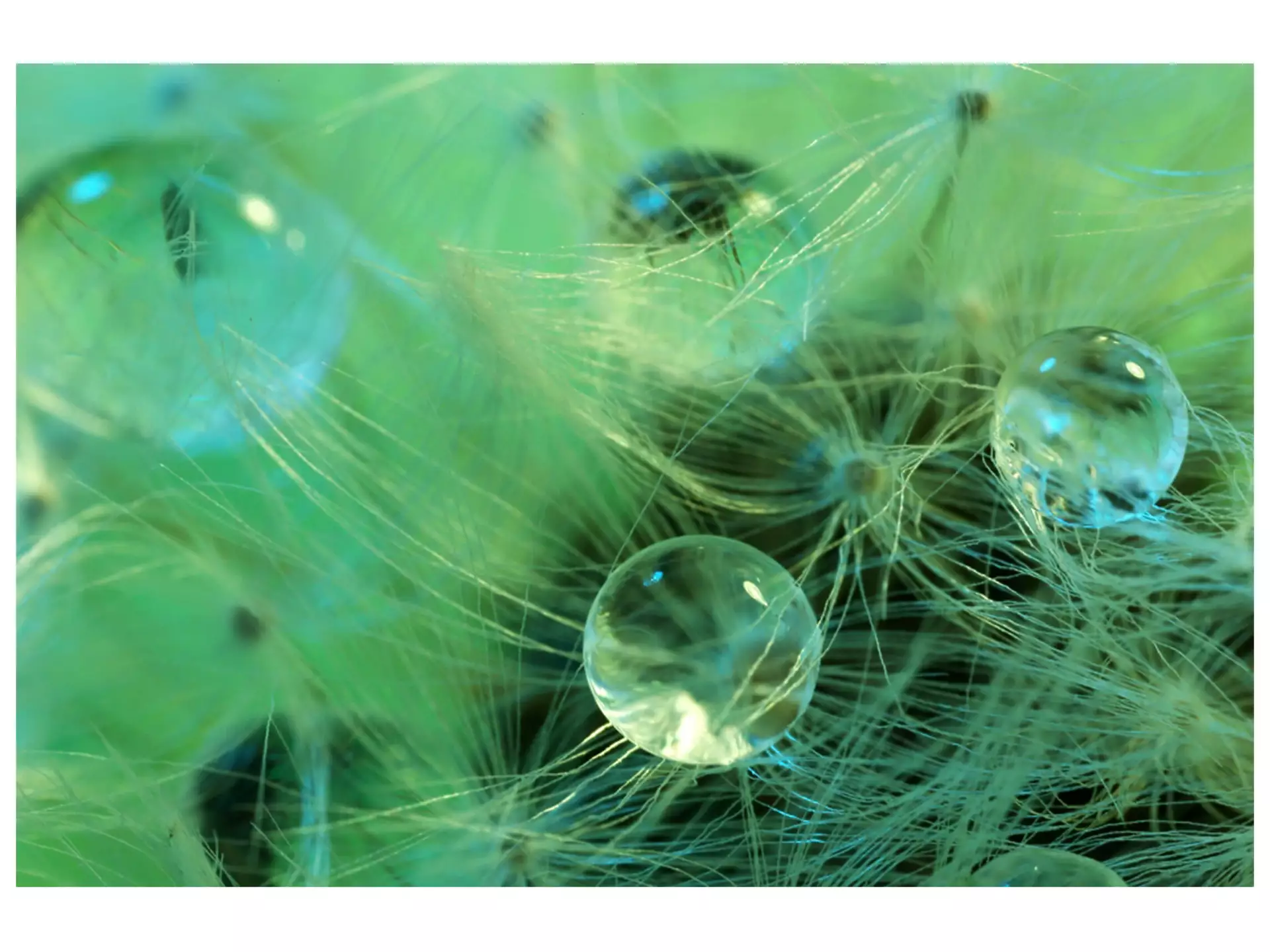 Digitaldruck auf Acrylglas Wasserperlen Auf Zarter Pflanze image LAND / Grösse: 120 x 80 cm
