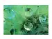 Digitaldruck auf Acrylglas Wasserperlen Auf Zarter Pflanze image LAND / Grösse: 120 x 80 cm