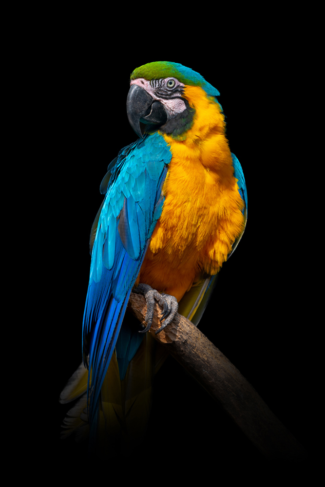 Alubild-Blau-Gelber Ara-image LAND