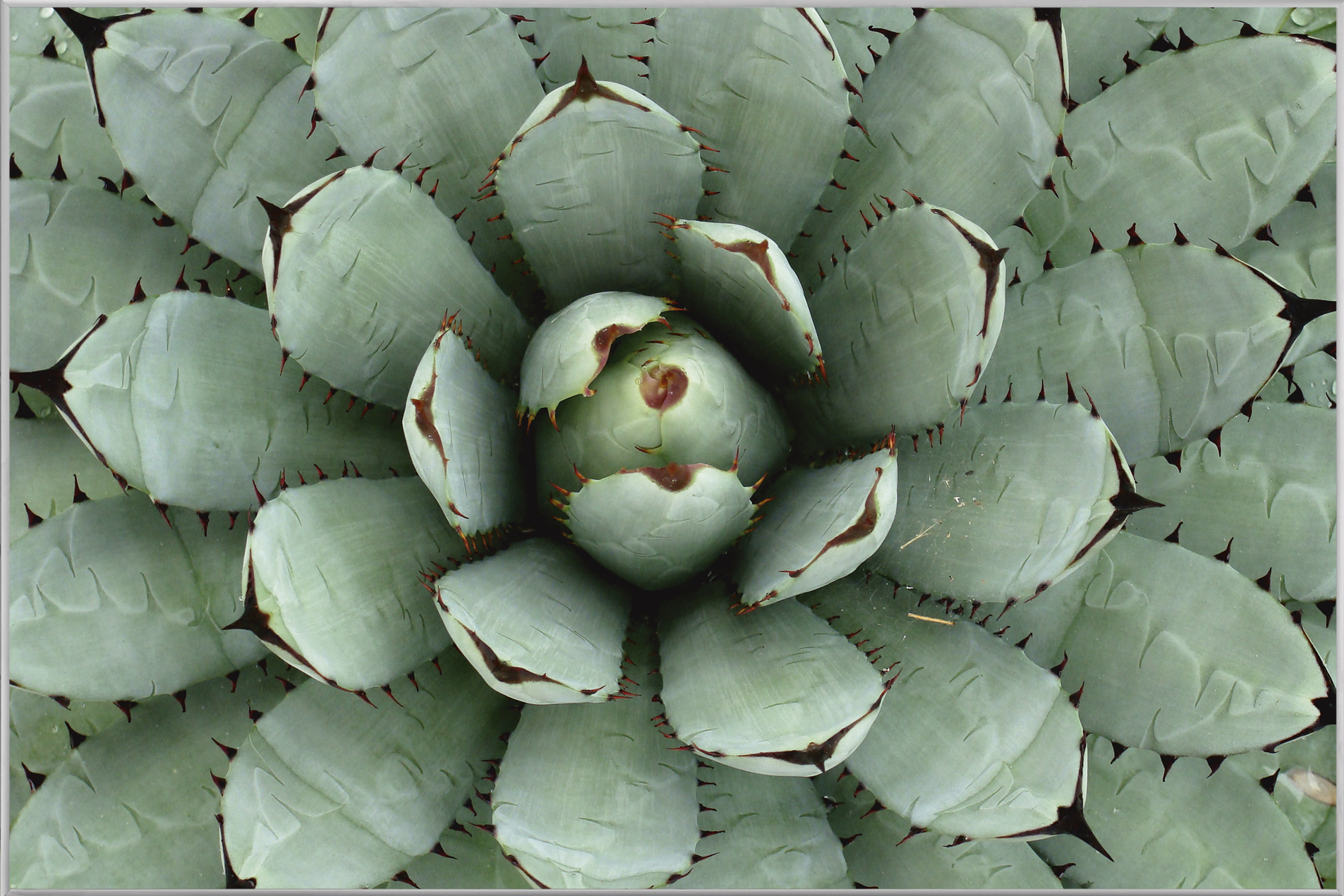 Bild mit Rahmen-Agave-image LAND