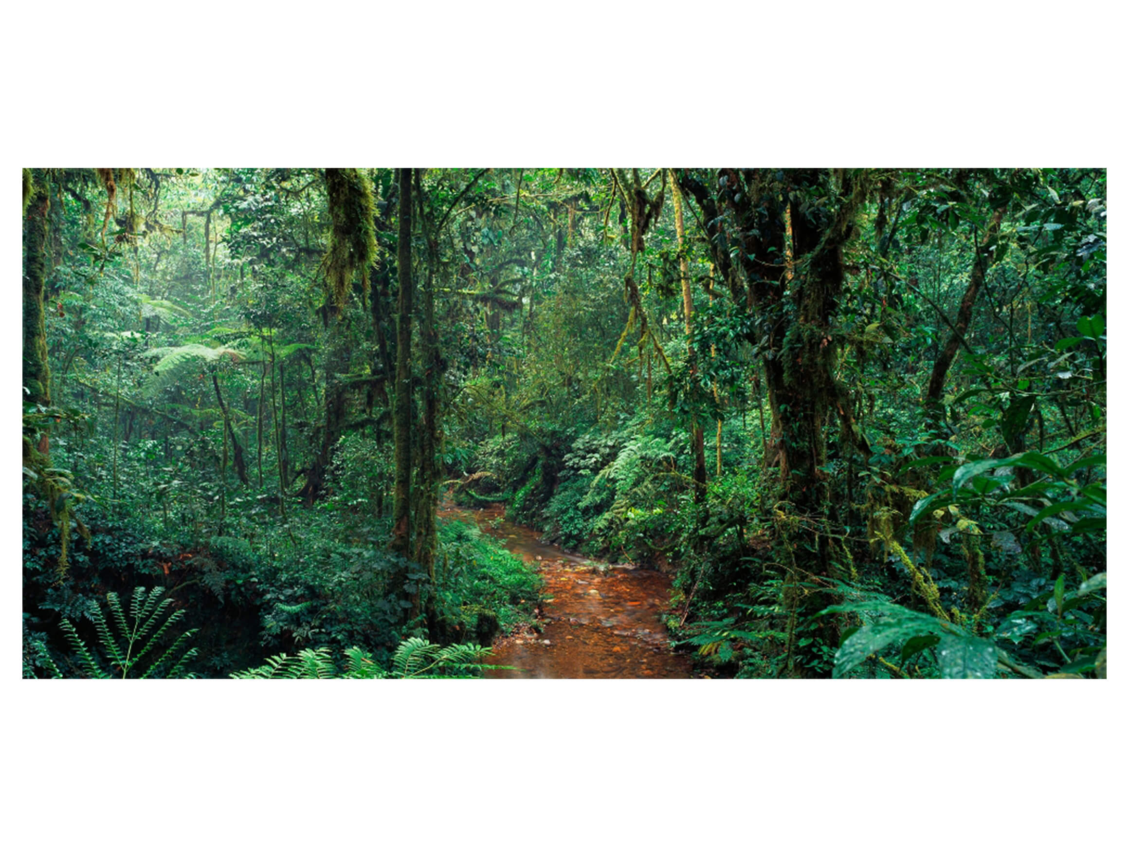 Digitaldruck auf Acrylglas Im Dschungel image LAND / Grösse: 140 x 66 cm