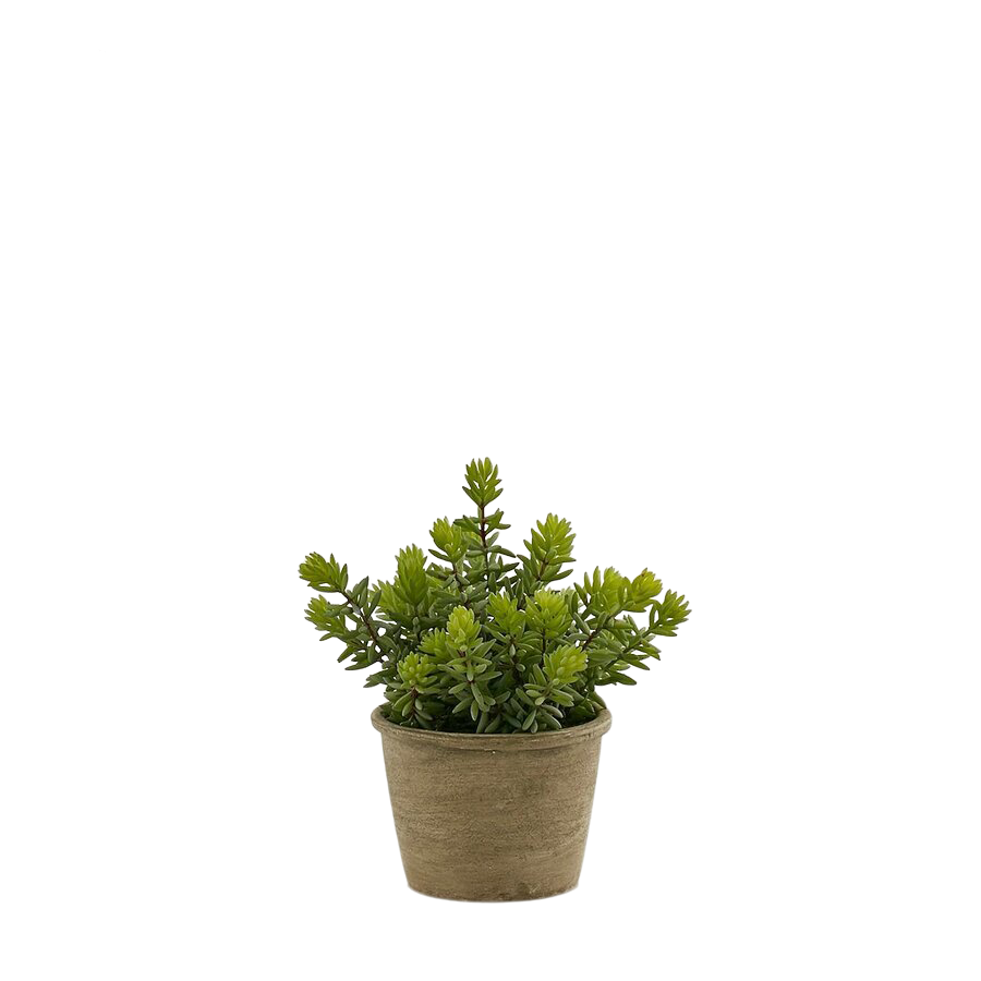 Kunstpflanze Sukkulente im Topf H: 24 cm Edg