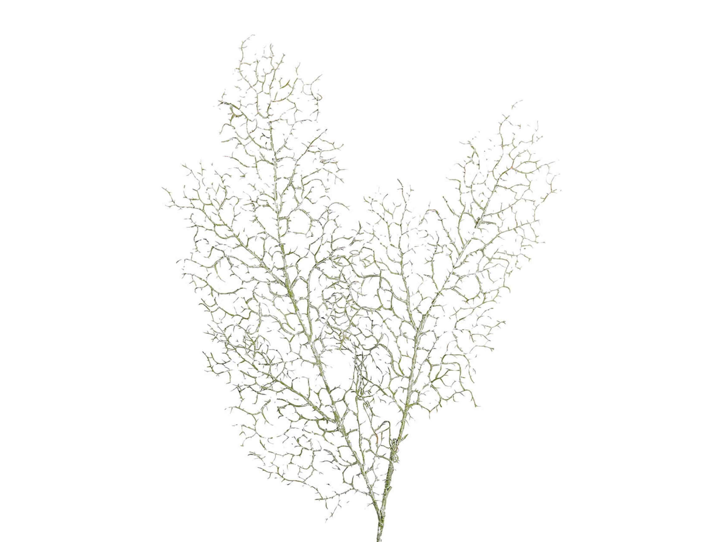 Decorative branch coral grey-green h: 94 cm