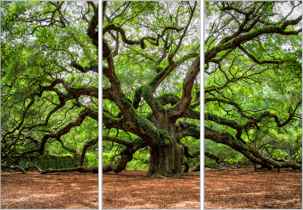 Bild mit Rahmen Verzweigter Baum image LAND