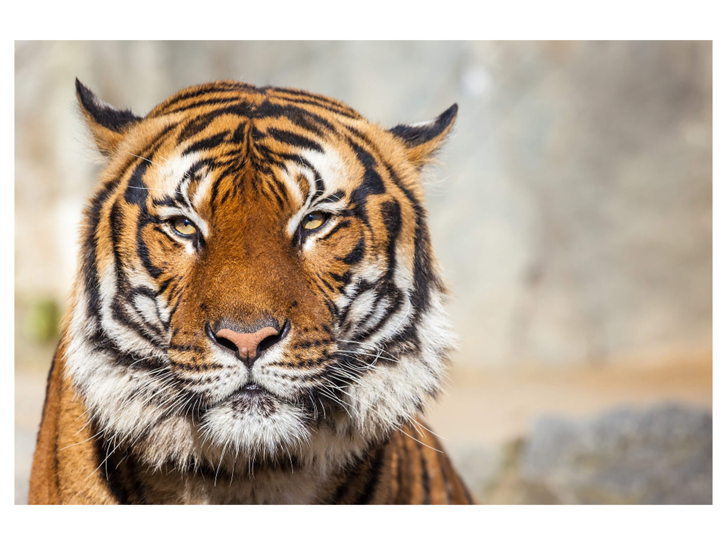 Digitaldruck auf Acrylglas Tiger image LAND / Grösse: 120 x 80 cm