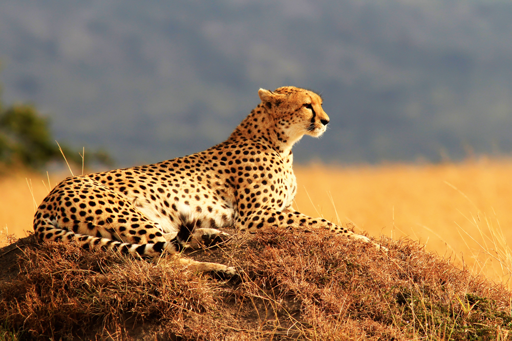 Alubild-Gepard-image LAND