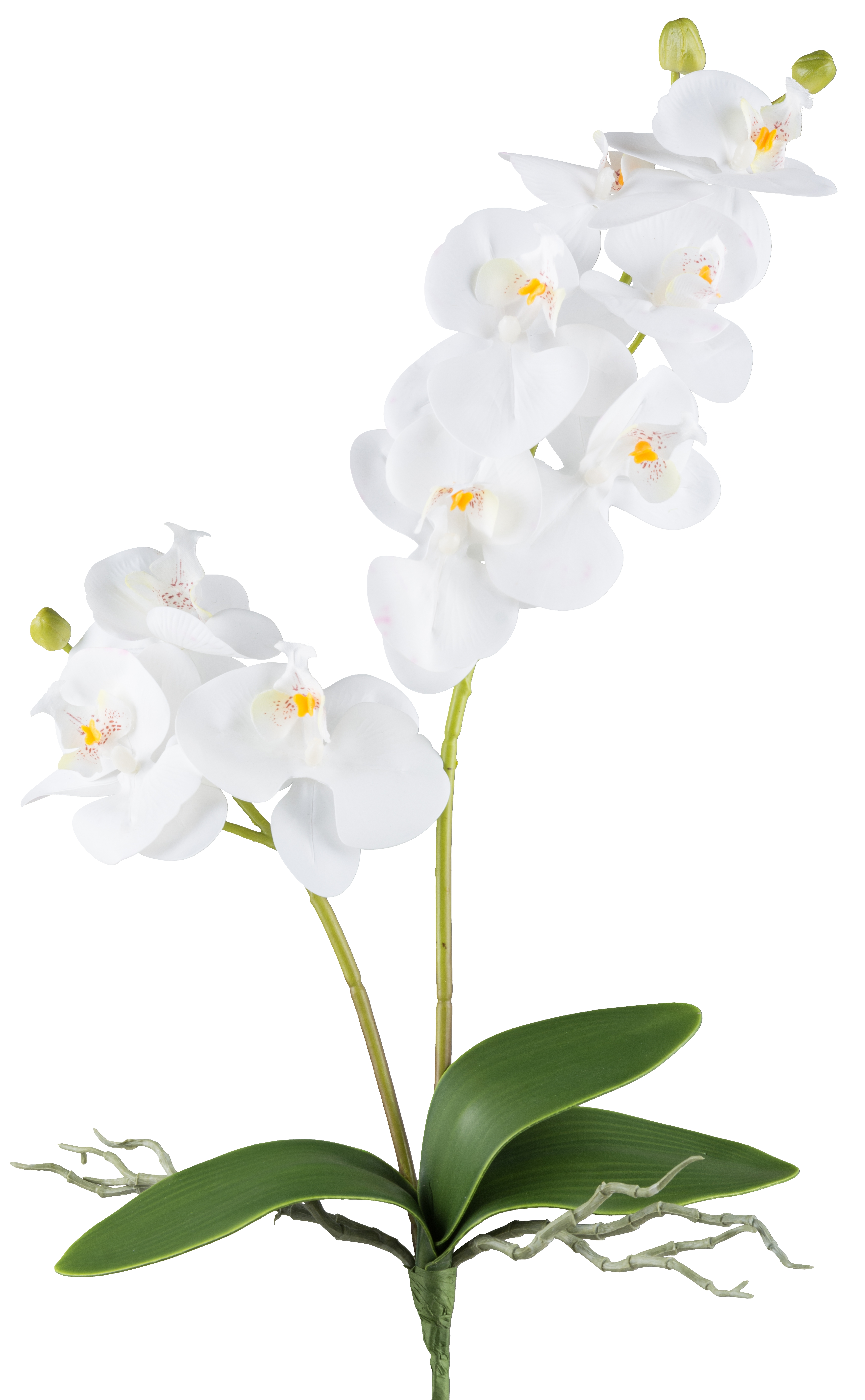 Gasper Kunstblume Orchidee Weiss H: 57 cm Weiss | Schubiger Möbel