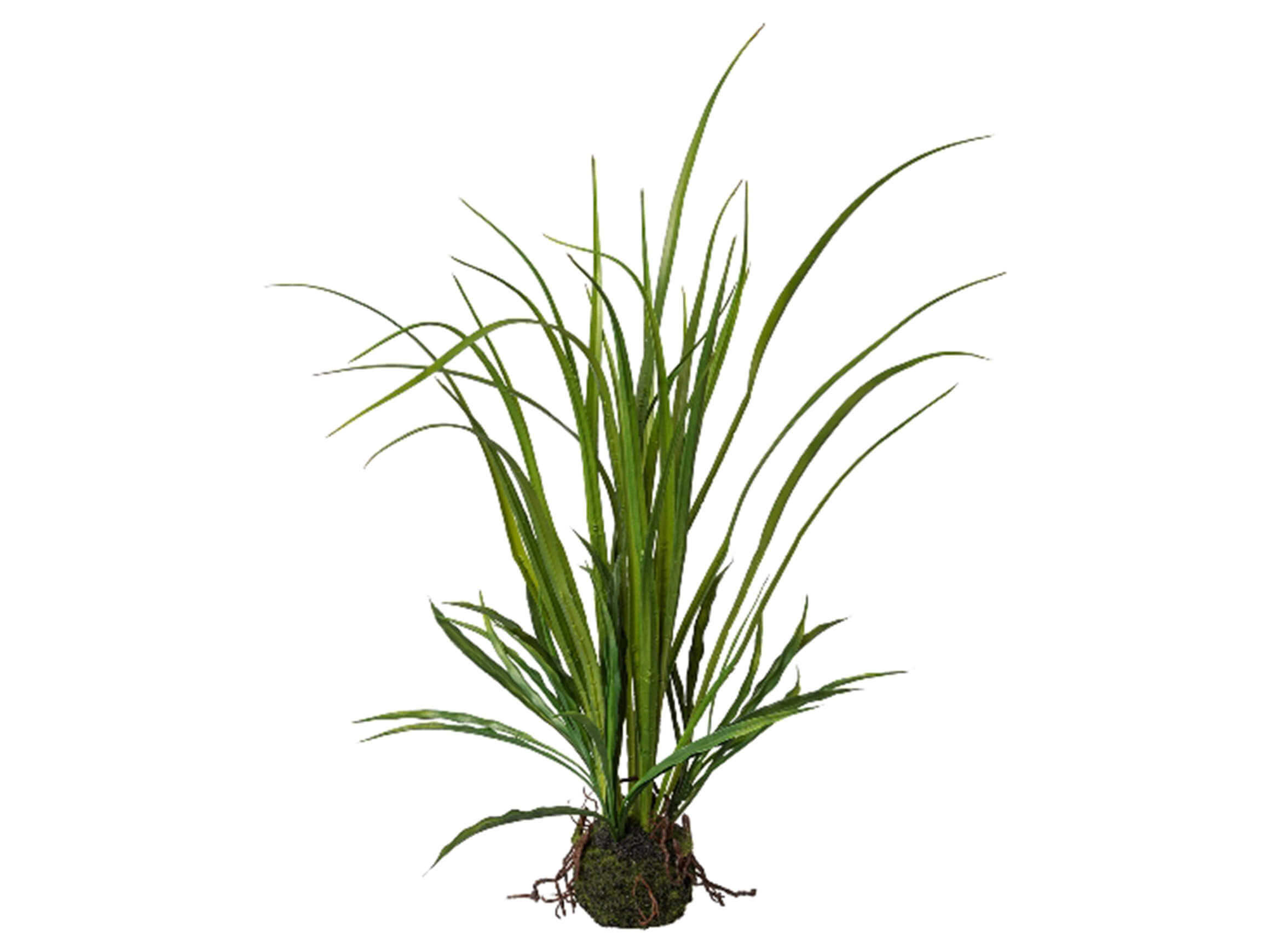 Herbe des prés en motte H : 71 cm