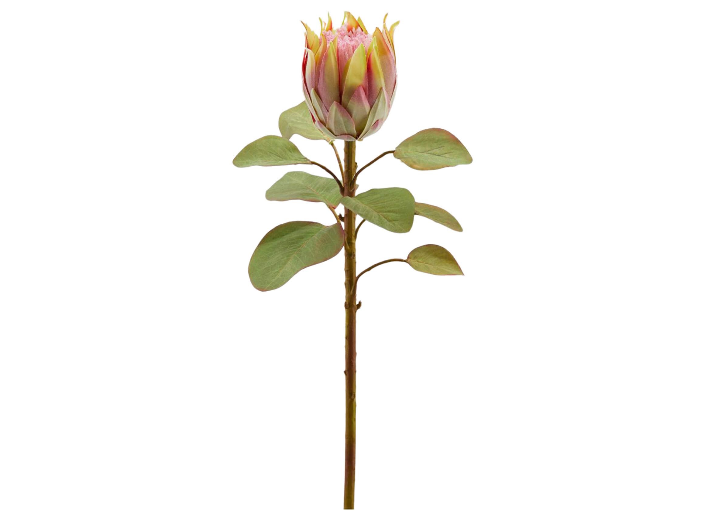 Edg Kunstblumen Protea Pfirsich H: 68 cm  | Schubiger Möbel