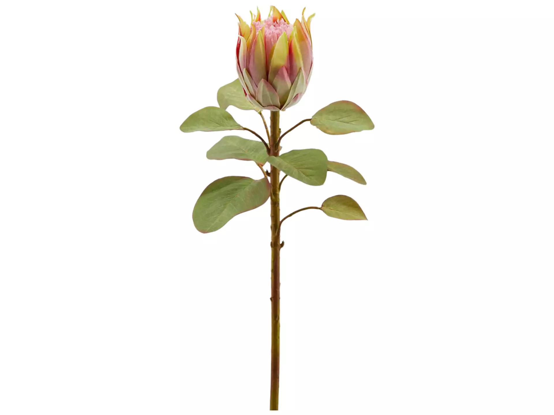Kunstblumen Protea Pfirsich H: 68 cm Edg